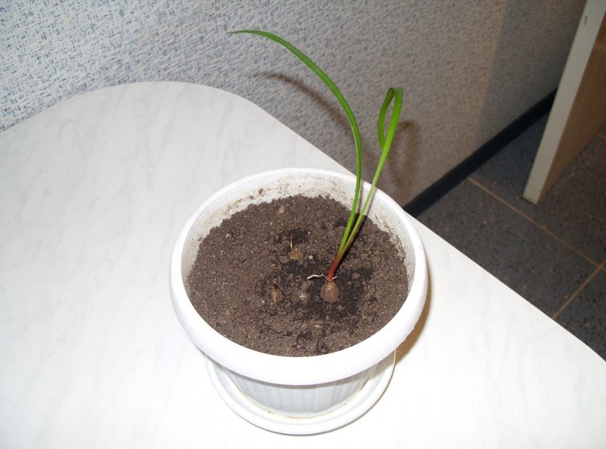 Валлота розмноження