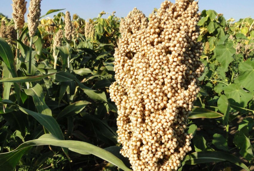 Адміністрація Трампа оголосила про плани допомоги фермерам