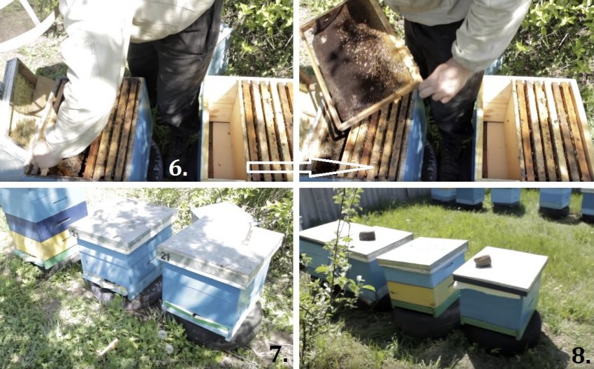 Поділ бджолосім'ї Поділ бджолосім'ї