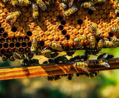 Способи розмноження бджіл: відсадками, маточниками, поділом