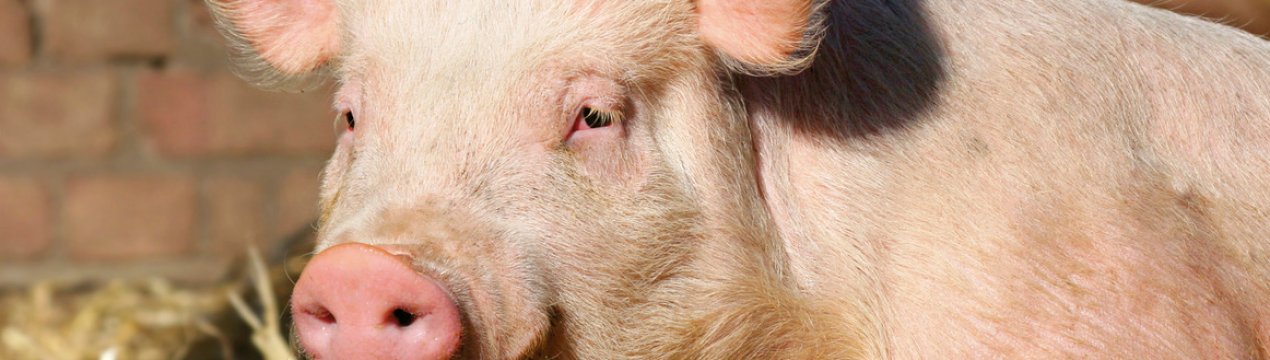 Тенденції розвитку свинарства в Уельсі