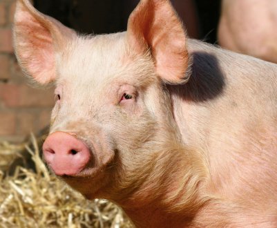 Тенденції розвитку свинарства в Уельсі