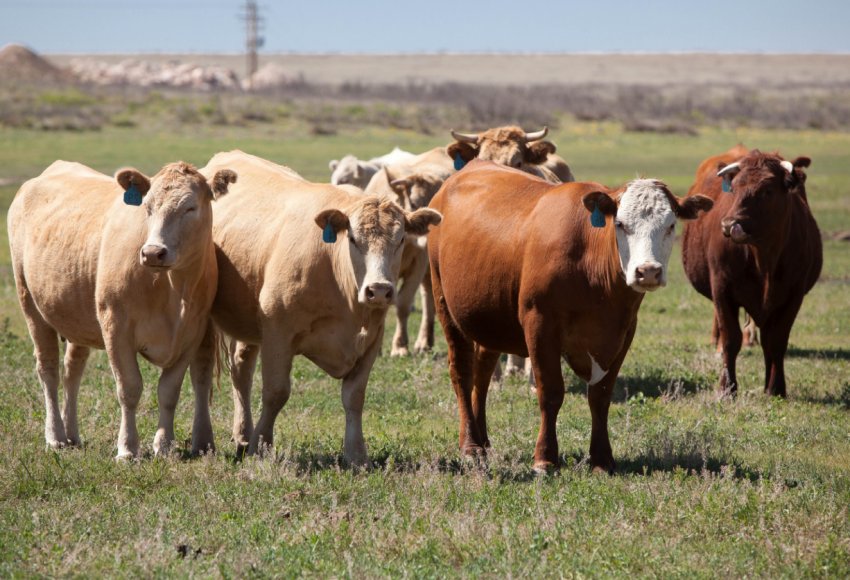 Тенденції розвитку свинарства в Уельсі Тенденції розвитку свинарства в Уельсі