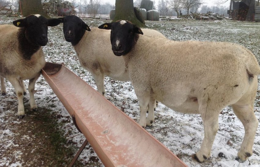 Пиття для овець Дорпер Пиття для овець Дорпер