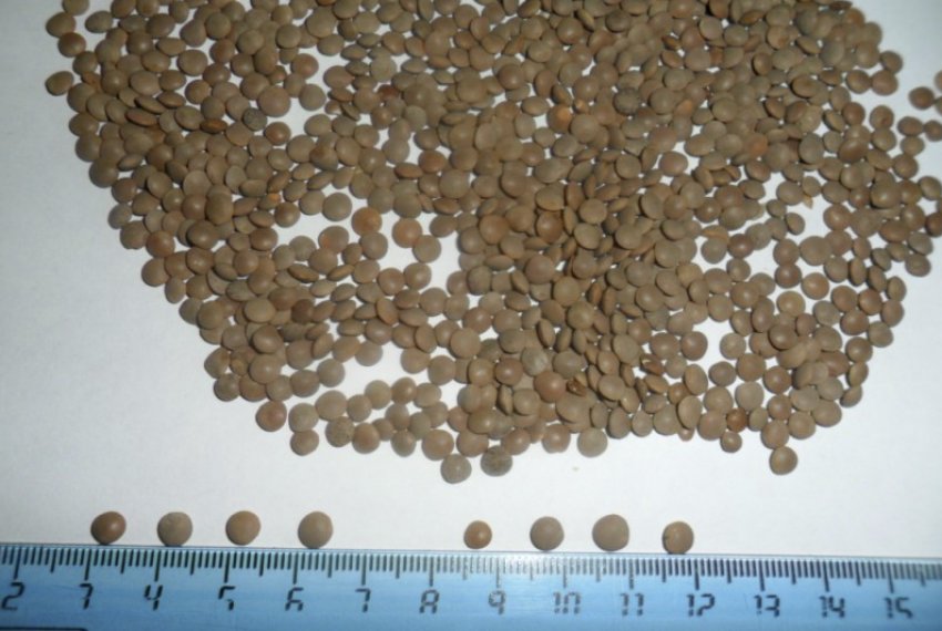 Краснокутський нут