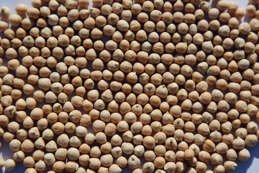 Нут Волжанин