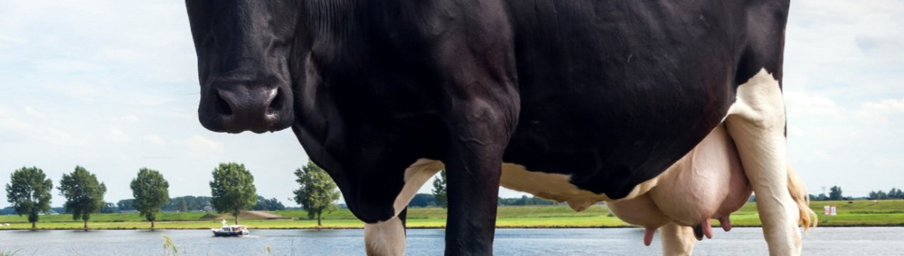 На російському аукціоні за двох корів заплатили чотириста тисяч рублів