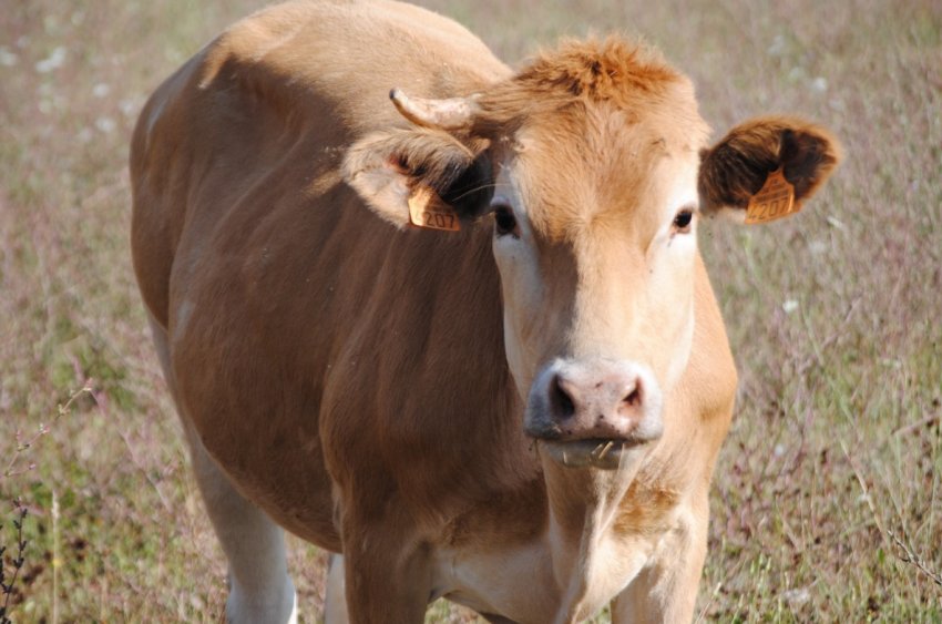 На російському аукціоні за двох корів заплатили чотириста тисяч рублів На російському аукціоні за двох корів заплатили чотириста тисяч рублів