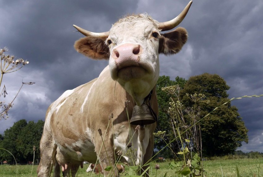 На російському аукціоні за двох корів заплатили чотириста тисяч рублів На російському аукціоні за двох корів заплатили чотириста тисяч рублів