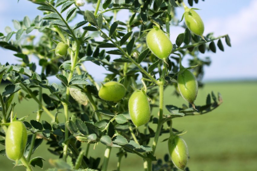 Південно-європейський нут