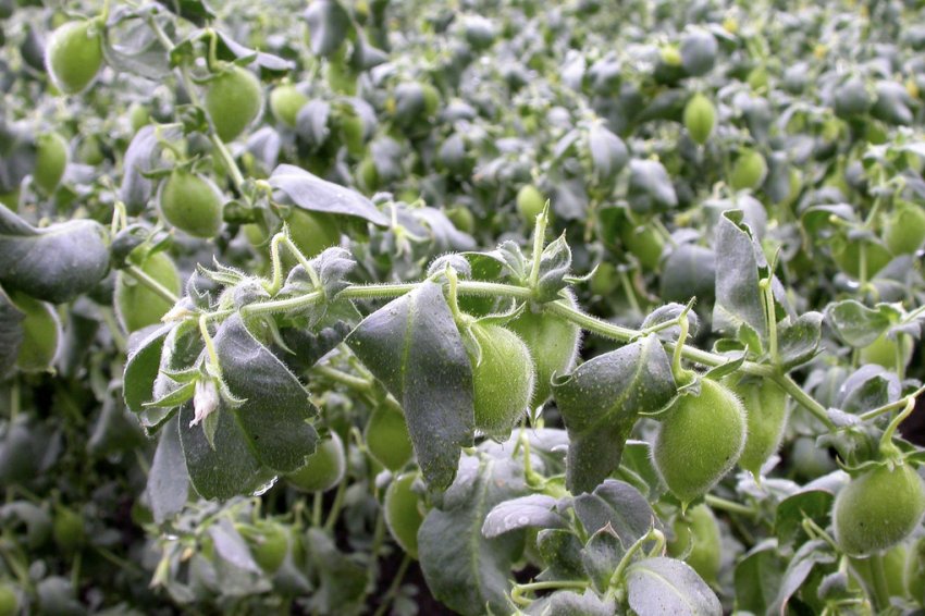 Середньо-європейський нут