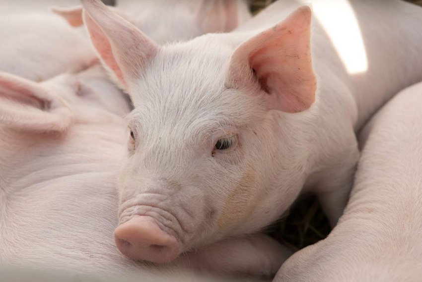 Українські вчені планують відновити унікальну породу свиней місцевої селекції Українські вчені планують відновити унікальну породу свиней місцевої селекції