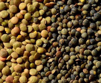 Сорти сочевиці: в чому різниця