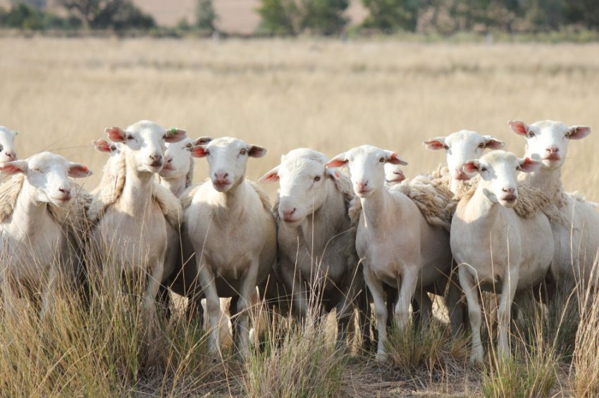Вівці Дорпер Вівці Дорпер