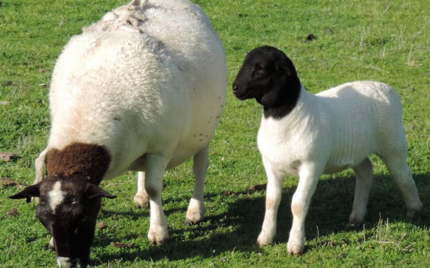 Вівці Дорпер Вівці Дорпер