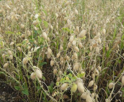 Горох нут: сорти, види, застосування