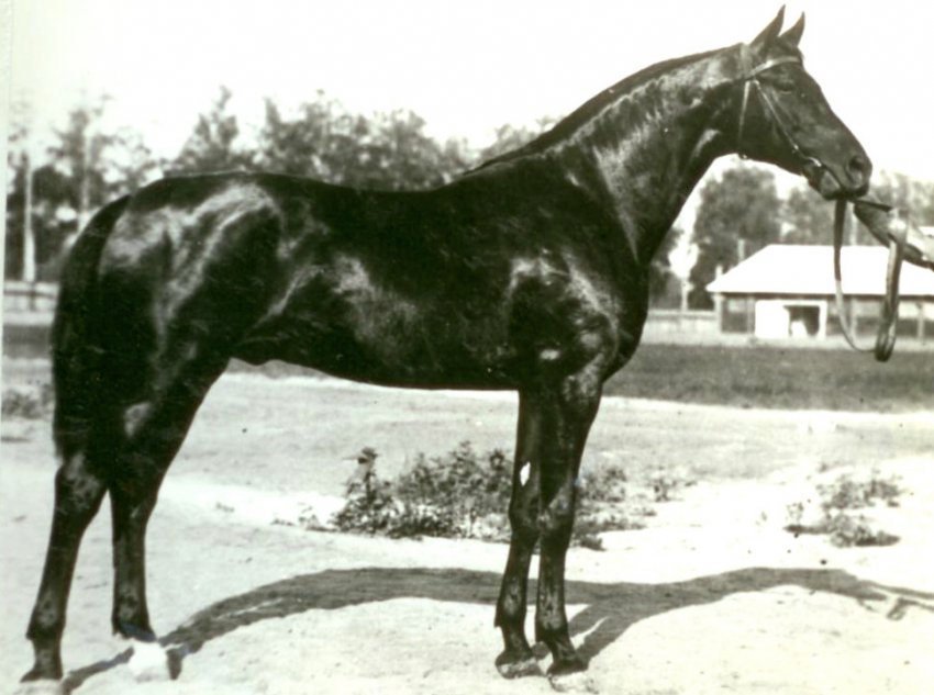 Російська верхова порода коней