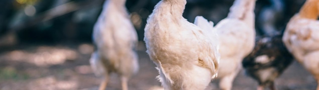 Вінницька птахофабрика будує власний комбікормовий завод