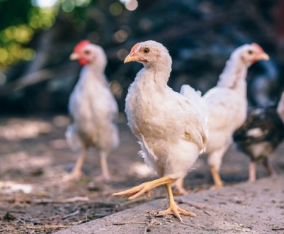 Вінницька птахофабрика будує власний комбікормовий завод