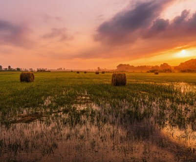На Закарпатті підтоплено понад 2 тисяч гектарів сільгоспугідь і пасовищ