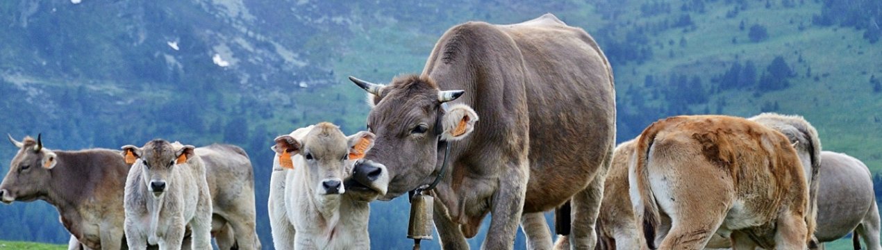 Десятку алтайських корівок вживили в шлунки австрійські чіпи
