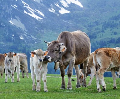 Десятку алтайських корівок вживили в шлунки австрійські чіпи