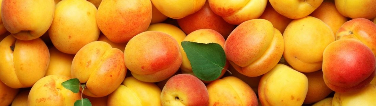 Інститут садівництва НААН попереджає про небезпеку ураження абрикосів гномониозом