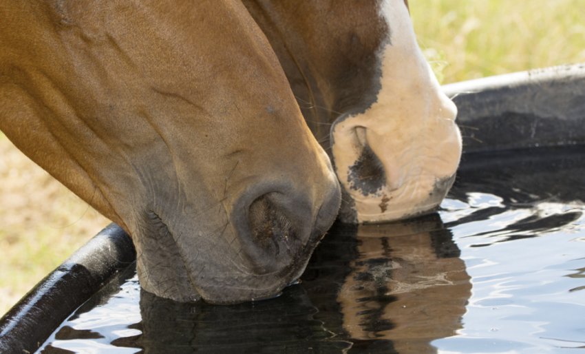Поїння коня