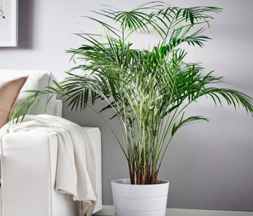 Освітлення для ареки Освітлення для ареки