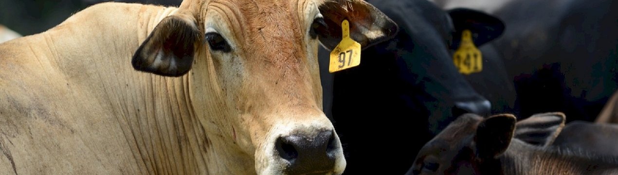 Російська вакцина від ящуру підкупила венесуельців