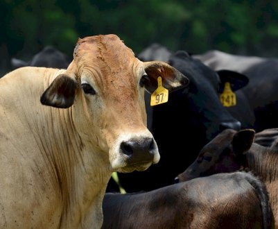 Російська вакцина від ящуру підкупила венесуельців