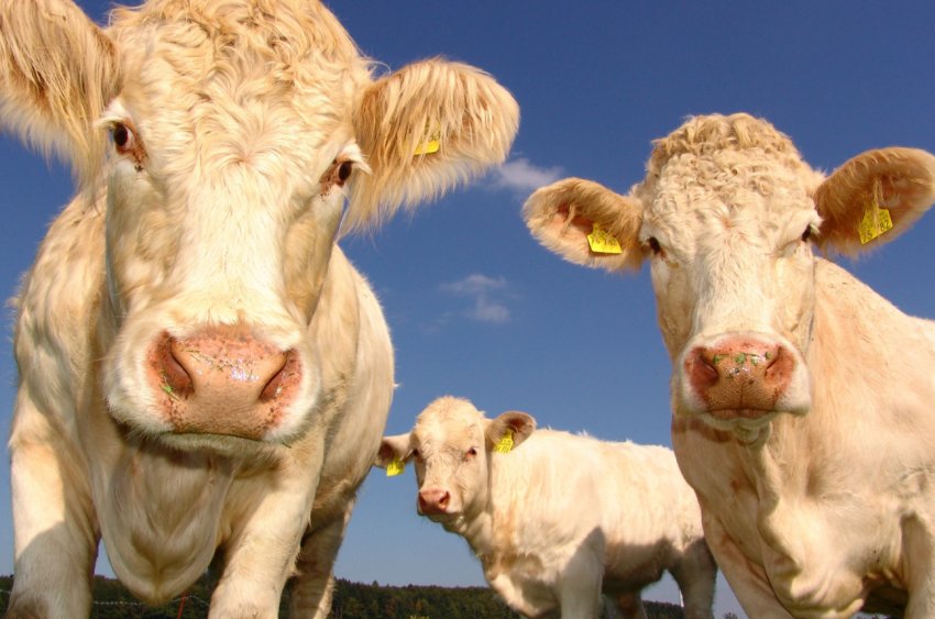 Російська вакцина від ящуру підкупила венесуельців Російська вакцина від ящуру підкупила венесуельців