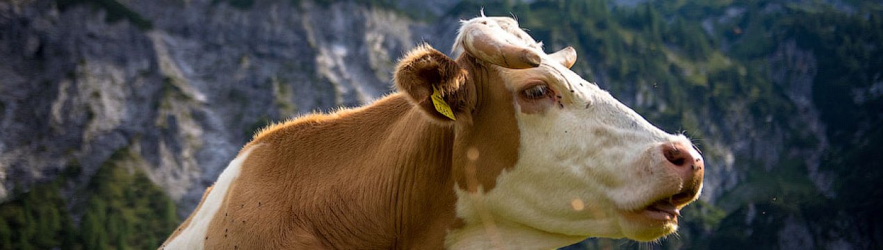 Выделения у коровы перед и после отела: причины патологических выделений, лечение