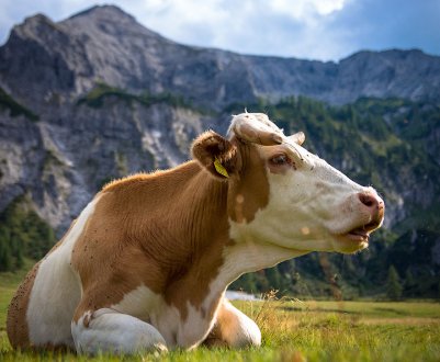 Виділення у корови перед і після отелення: причини патологічних виділень, лікування