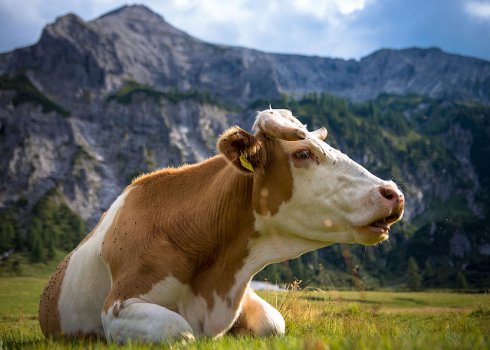 Виділення у корови перед і після отелення: причини патологічних виділень, лікування