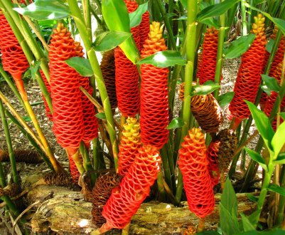 Імбир - що це за рослина