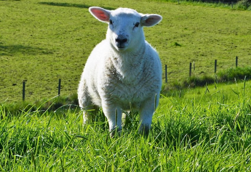 В Ірландії фермери обурюються через зниження м'ясокомбінатами закупівельних цін на баранину