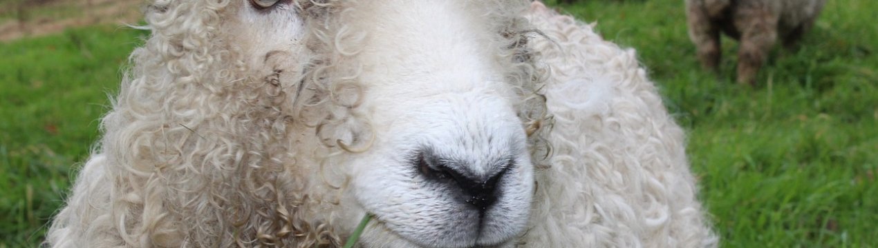 В Ірландії фермери обурюються через зниження м'ясокомбінатами закупівельних цін на баранину