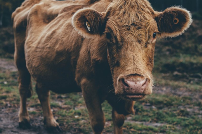 Команда студентів сельхозколледжа Великобританії буде представляти країну в Польщі на конкурсі Agrolempics