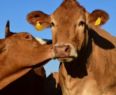 Команда студентів сельхозколледжа Великобританії буде представляти країну в Польщі на конкурсі Agrolempics