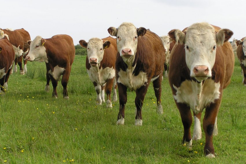 Команда студентів сельхозколледжа Великобританії буде представляти країну в Польщі на конкурсі Agrolempics