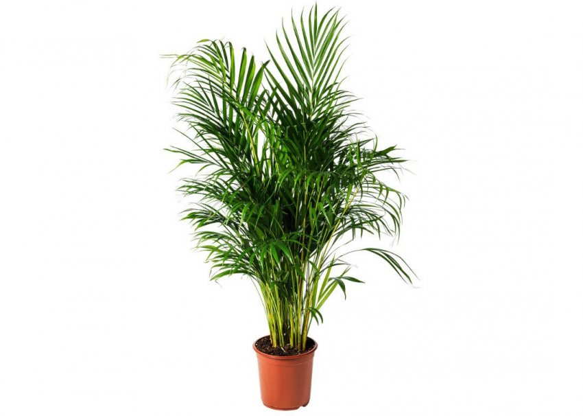Арека хрізалідокарпус Арека хрізалідокарпус