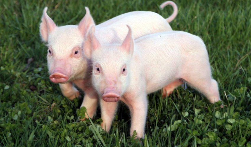 Китай заявляє про прогрес у розробці вакцини проти АЧС