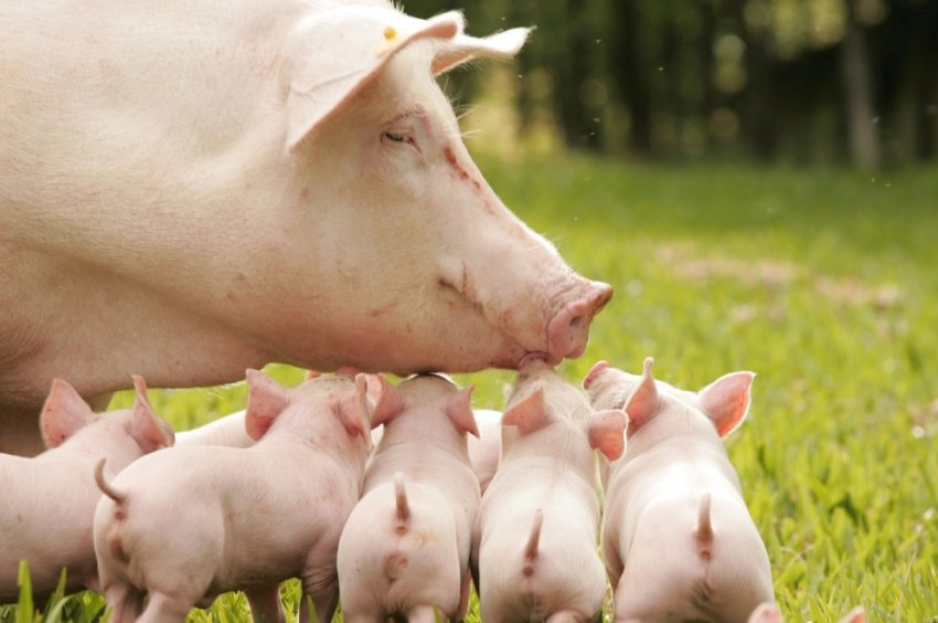 Китай заявляє про прогрес у розробці вакцини проти АЧС