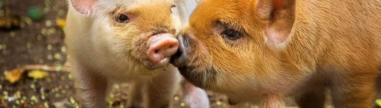 Китай заявляє про прогрес у розробці вакцини проти АЧС