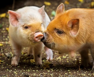 Китай заявляє про прогрес у розробці вакцини проти АЧС