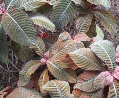 Гофмания: догляд в домашніх умовах