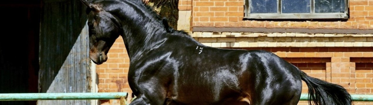 Російська верхова порода коней: опис, характеристика та догляд