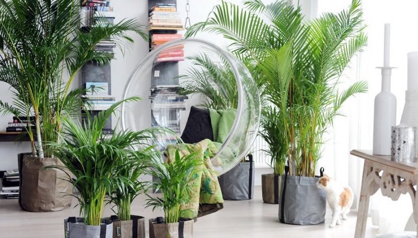 Пересадка ріки Пересадка ріки