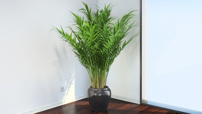 Температура для ареки Температура для ареки